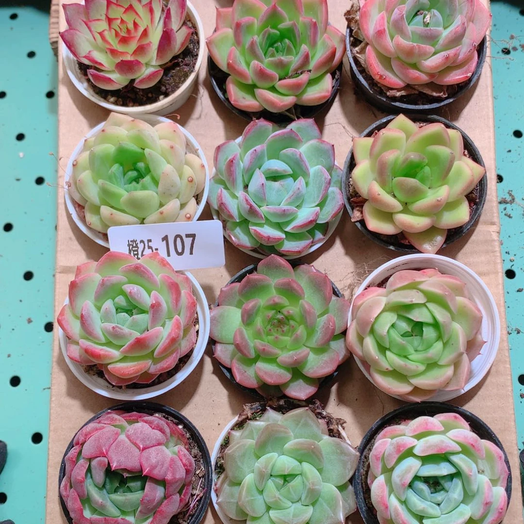 25-107一物一拍带盆18颗