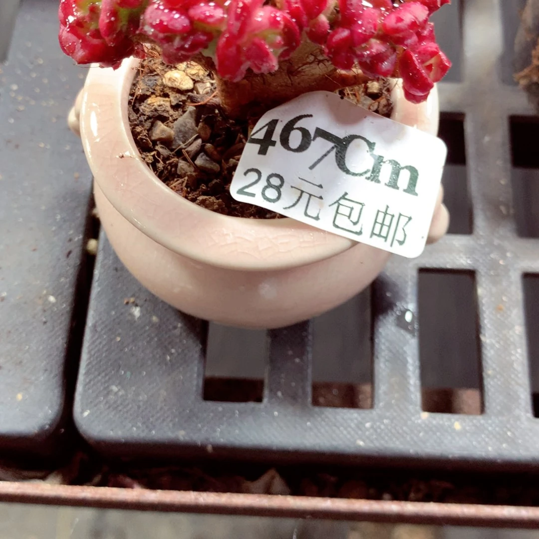 5厘米盆精控多肉467