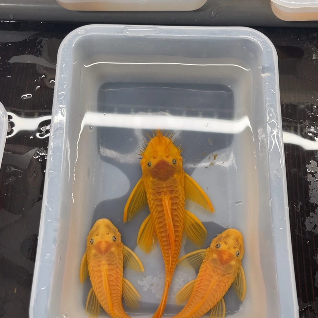 清道夫鱼大胡子一公俩母开箱视频报损