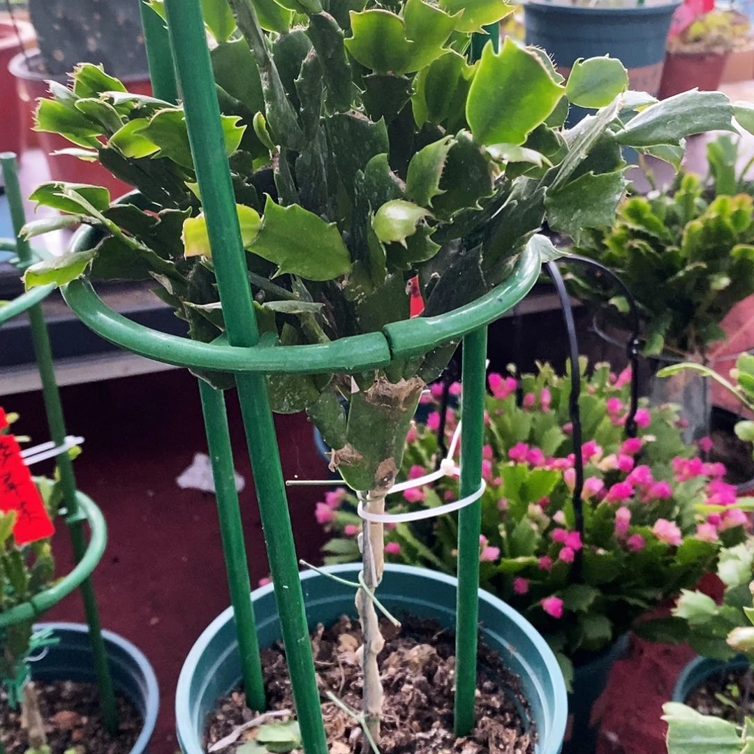 遇***萌无花朵福利款双色