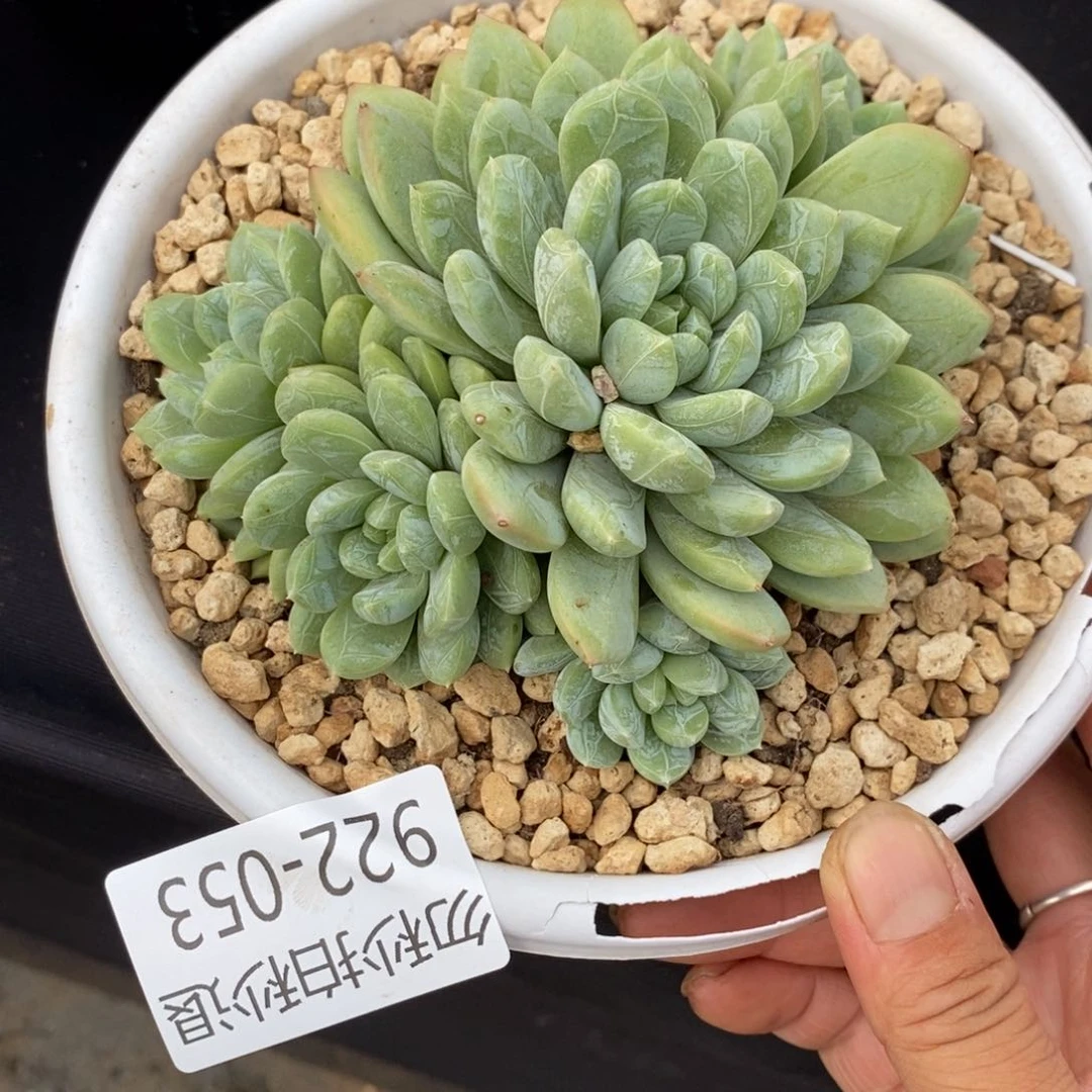 勿秒拍秒退 922-53百搭翡翠