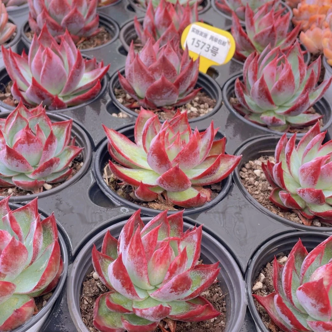 1573号 惊鸿仙子单头一个脱土发