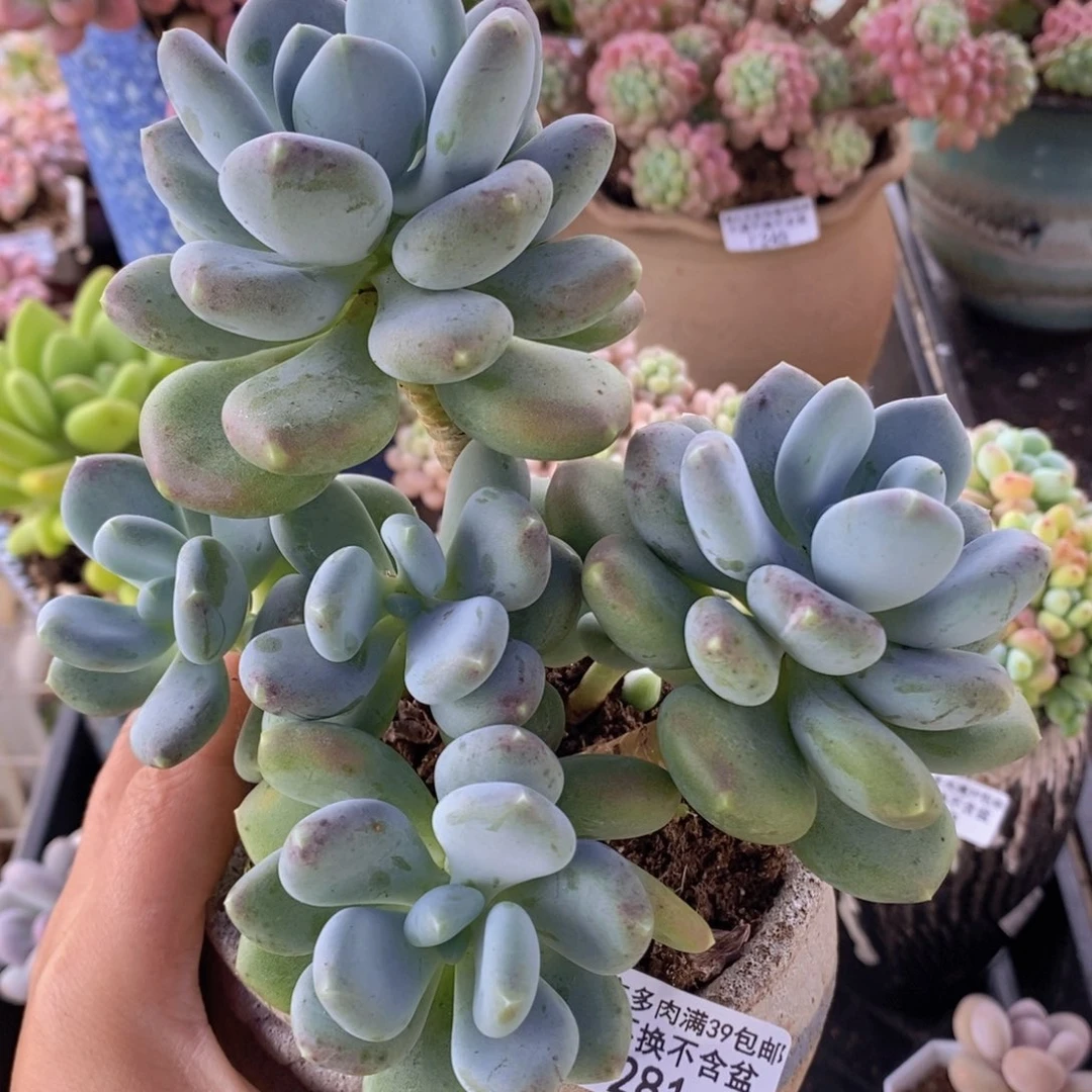 咖啡美人14cm281多肉植物