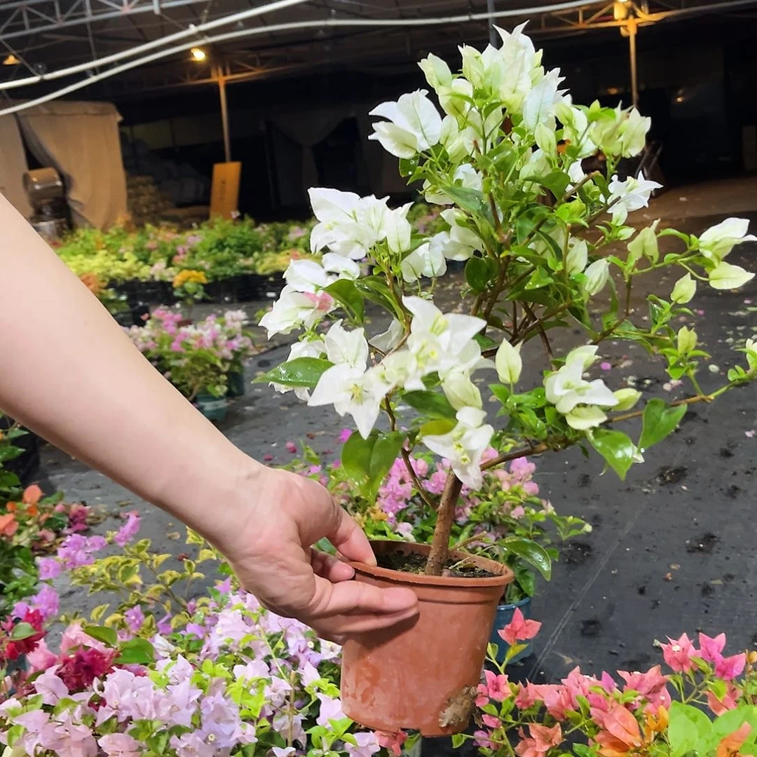 扬***大部分花苞少量开放白雪公主25颗