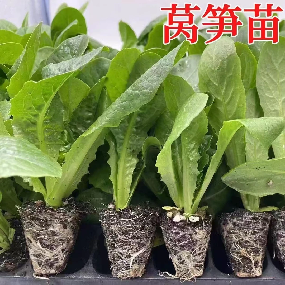 青莴笋苗带土发货新鲜冬季蔬菜秧苗