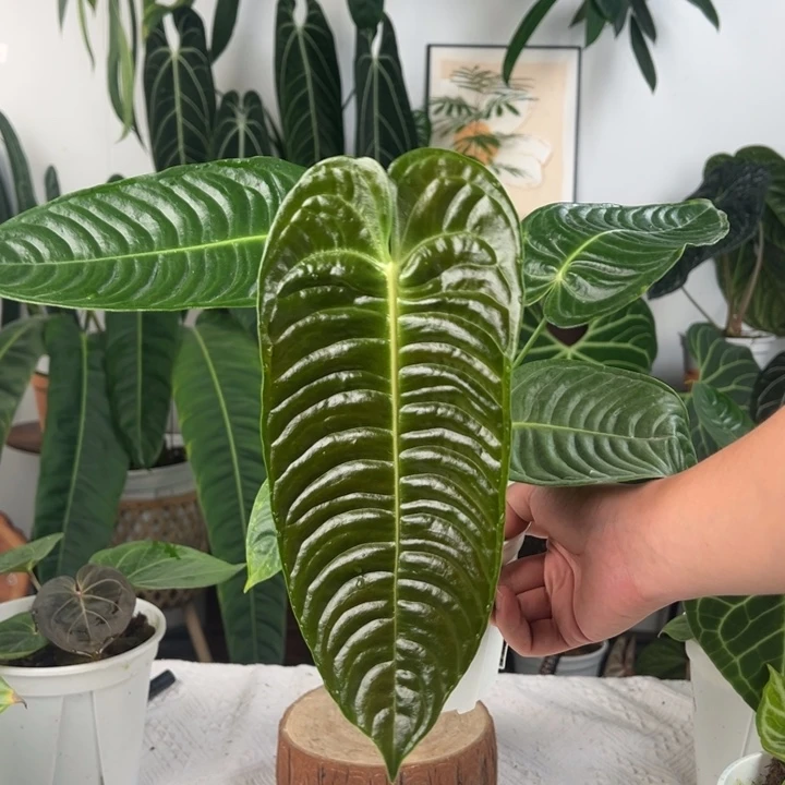 完全开放极密火鹤王叶长30