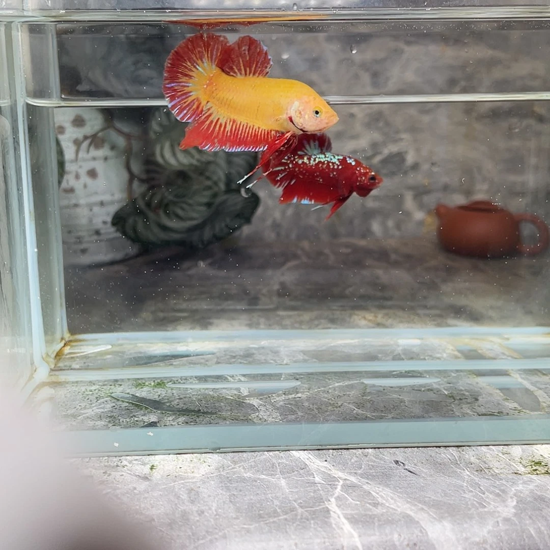 斗鱼育平斗鱼泰国斗鱼