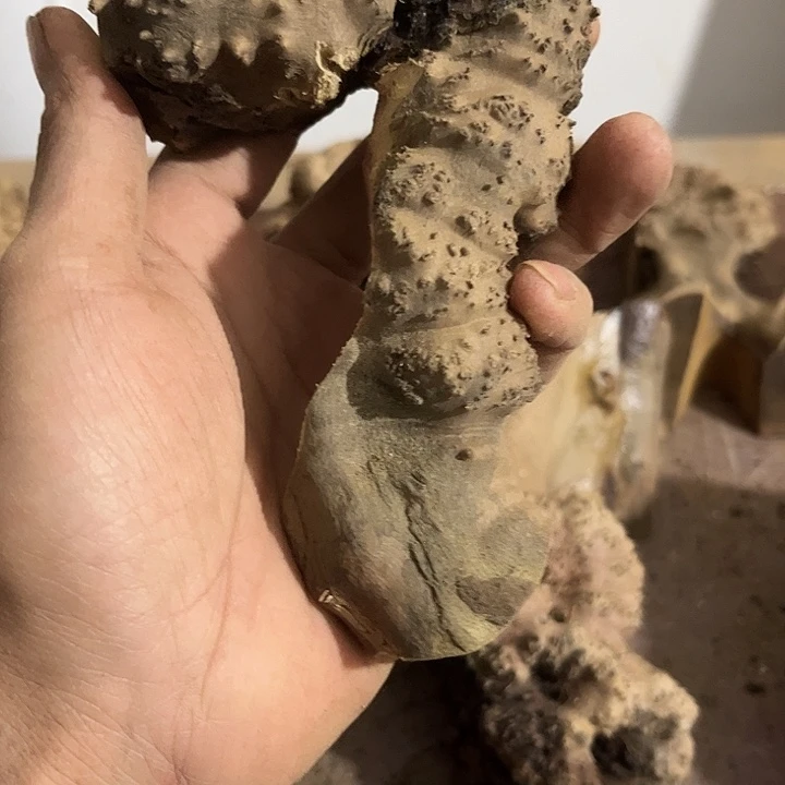 弓***师香榧木我们的确是一个人的生活方式