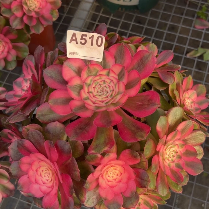 510荔枝23厘米左右