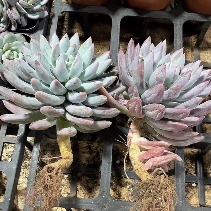 京***观所罗门2盆定向一起