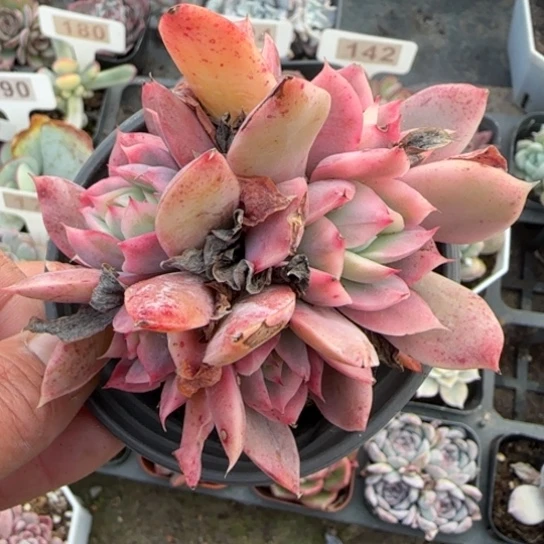 59绮罗锦多肉植物多