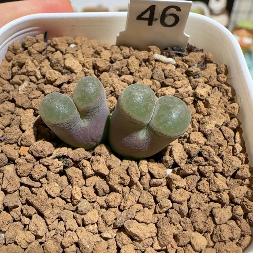 肉锥多肉植物组合-磁铁1059