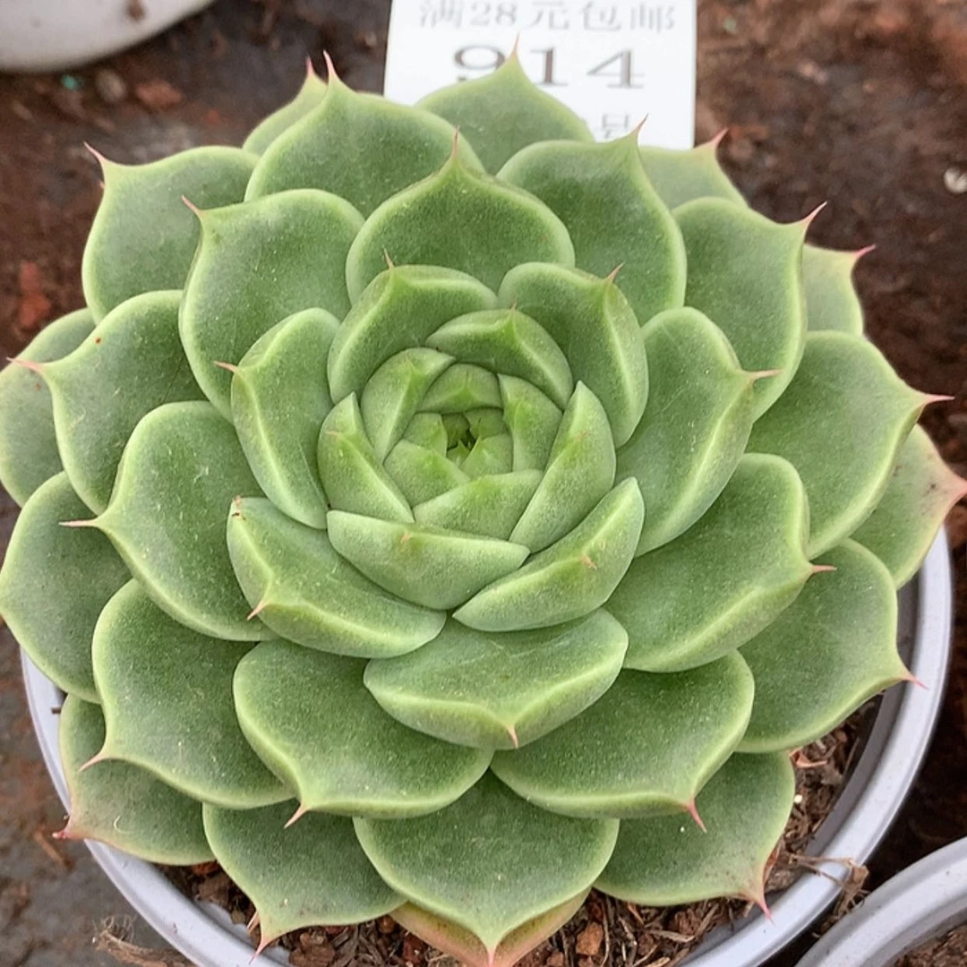 【闪购商品】云914号