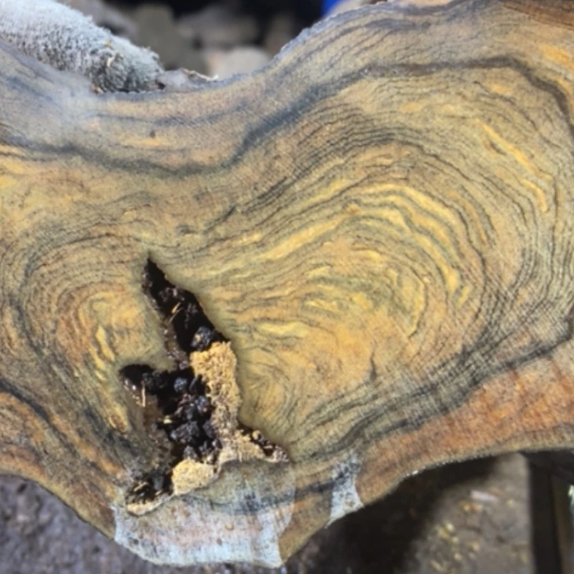 【闪购商品】贡木其他新****司私人订制