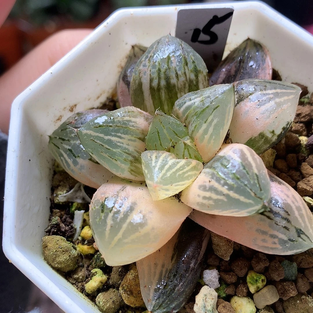 赤焰寿锦带盆土发货tuo