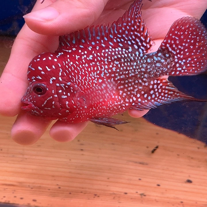 相***壹罗汉鱼88888888888