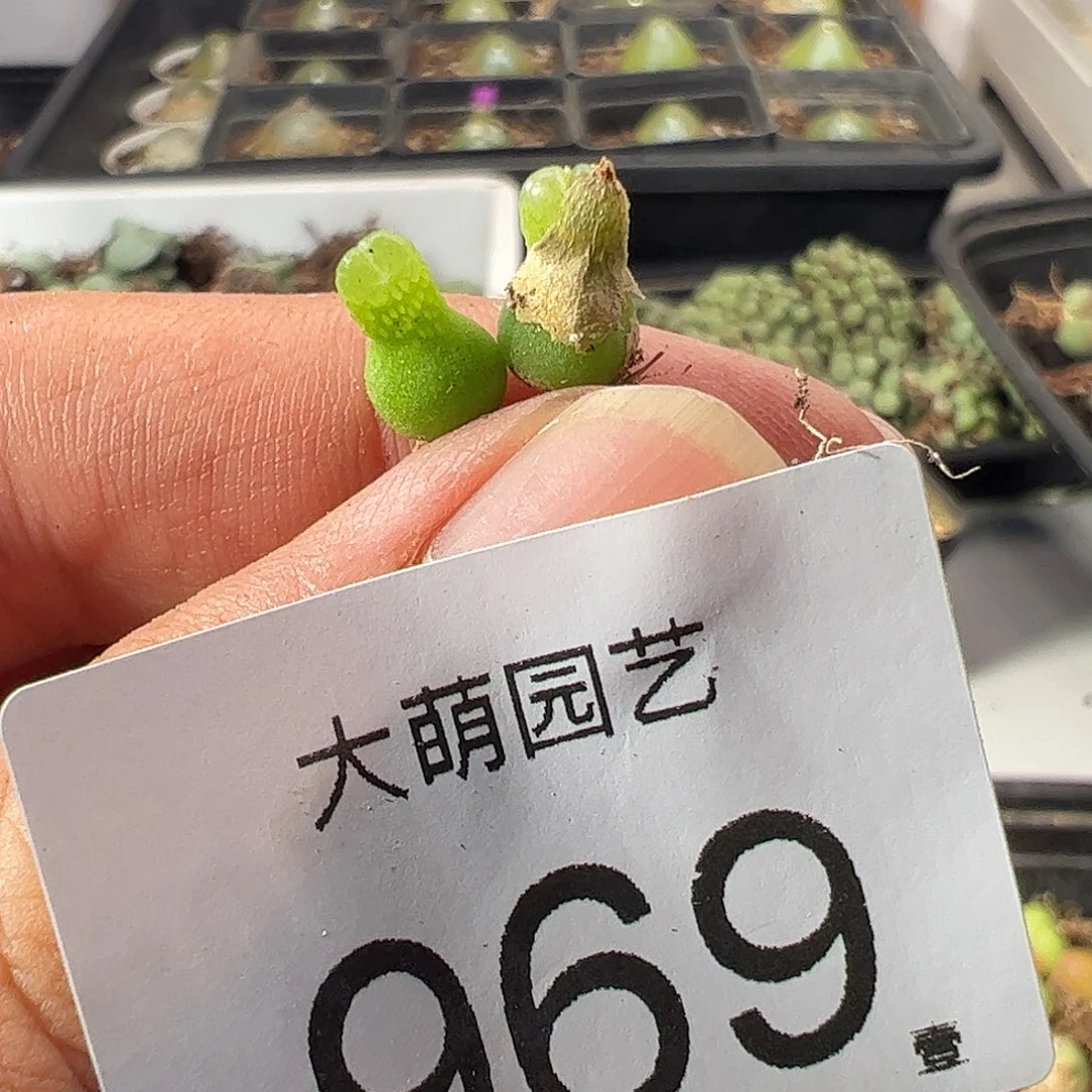 一物一拍。             969