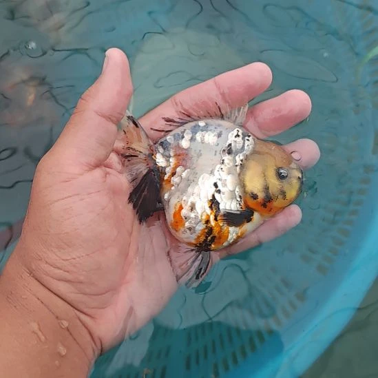 白麒麟将军泰狮金鱼将军