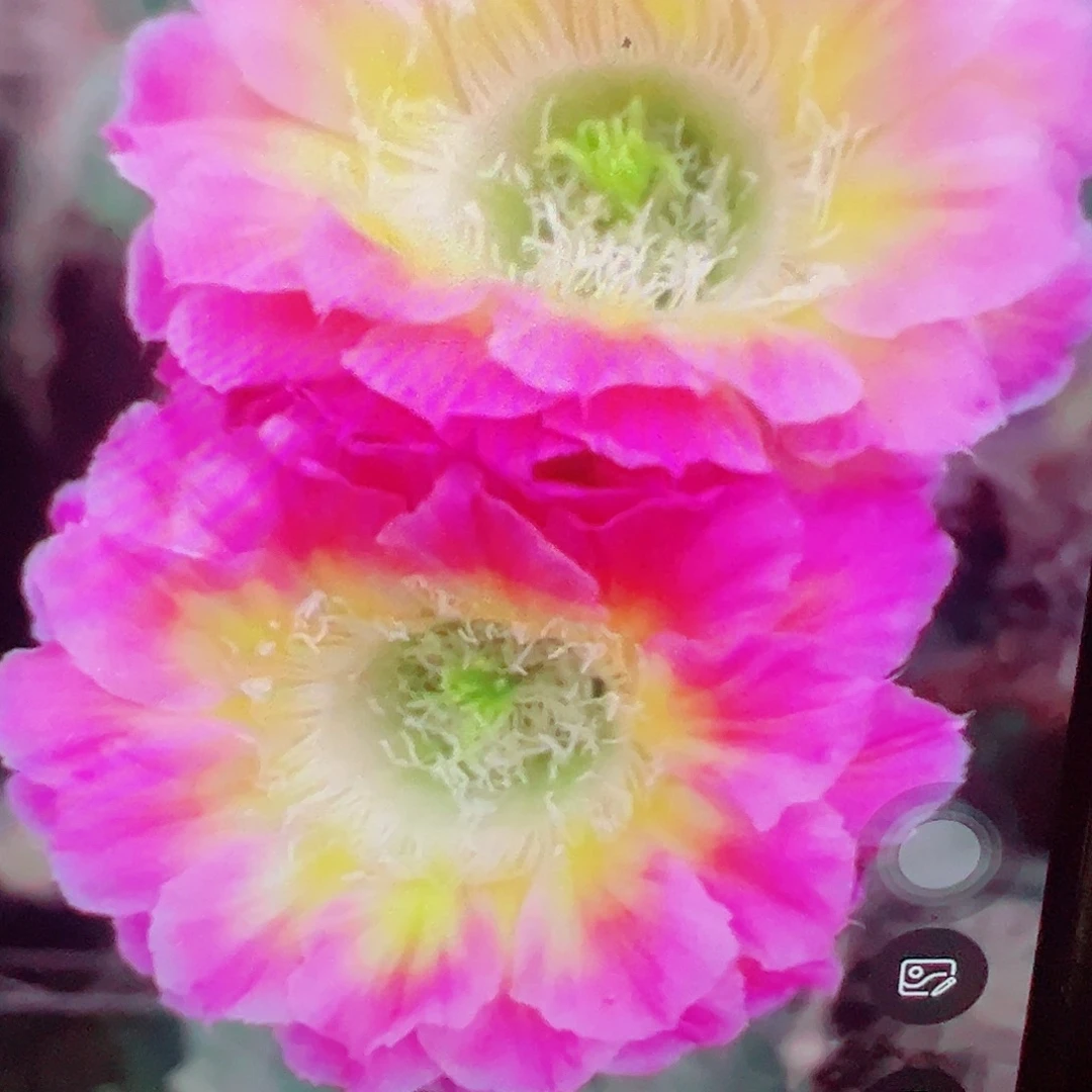 彩草 萤火虫 侧芽 满20包邮