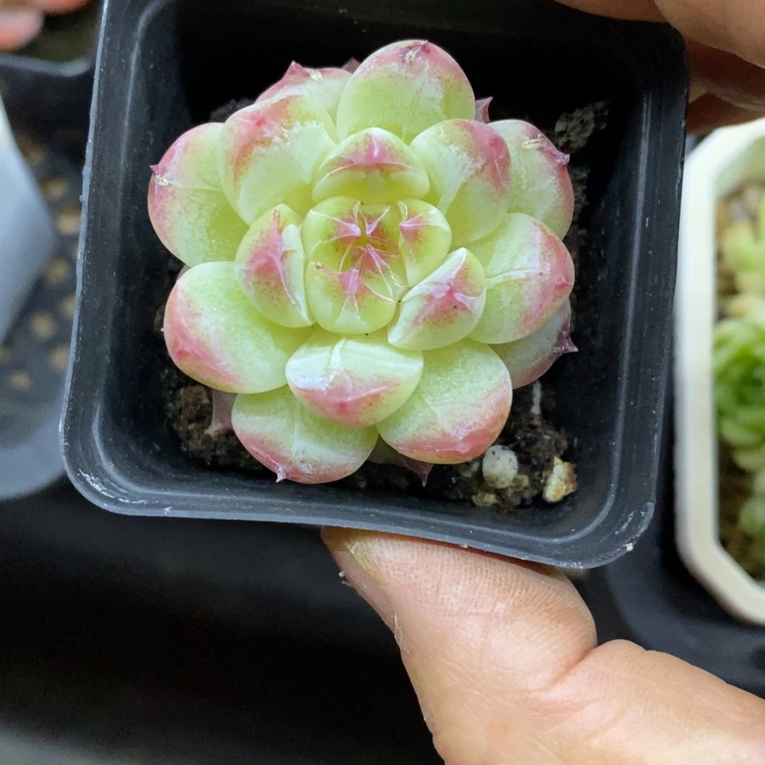 知***我精品多肉一物一拍不包整135