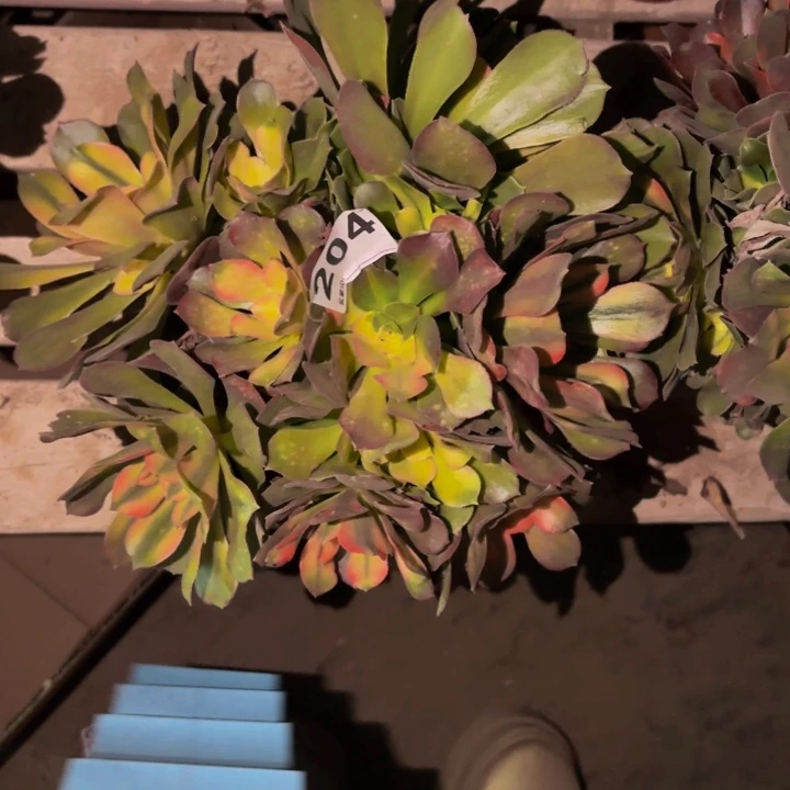 204香妃多肉植物不售后