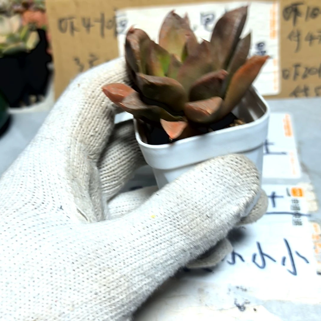 满6元包邮，宫灯玉露