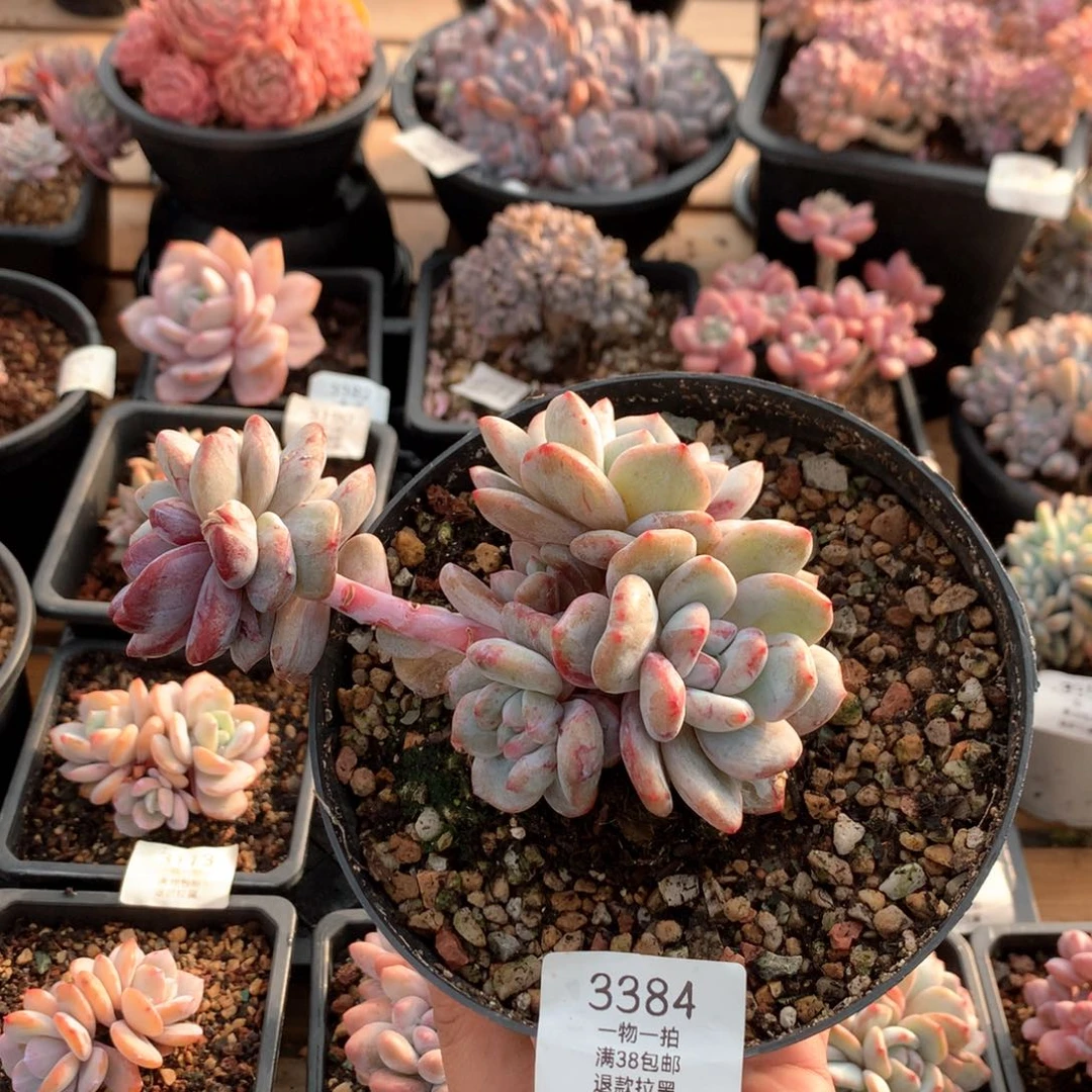 15厘米六头有砍星影石化3384