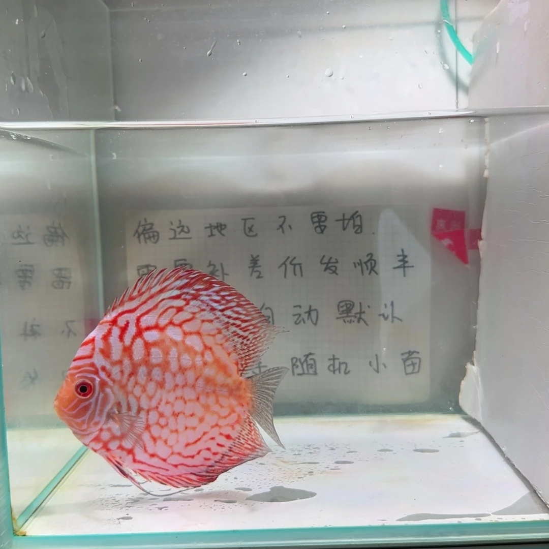 七彩神仙鱼肉身9-10偏远地区不拍
