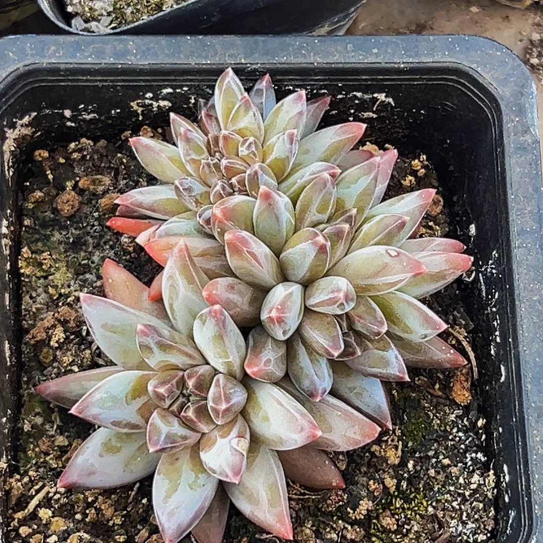 桔云多肉美人精品系列