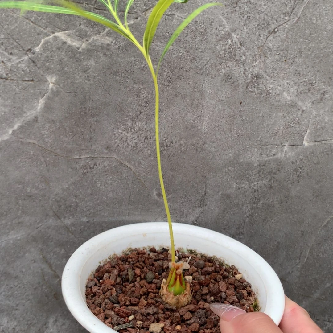 泰银铁实生带盆发货