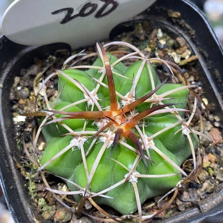实生圆盘玉208号5cm