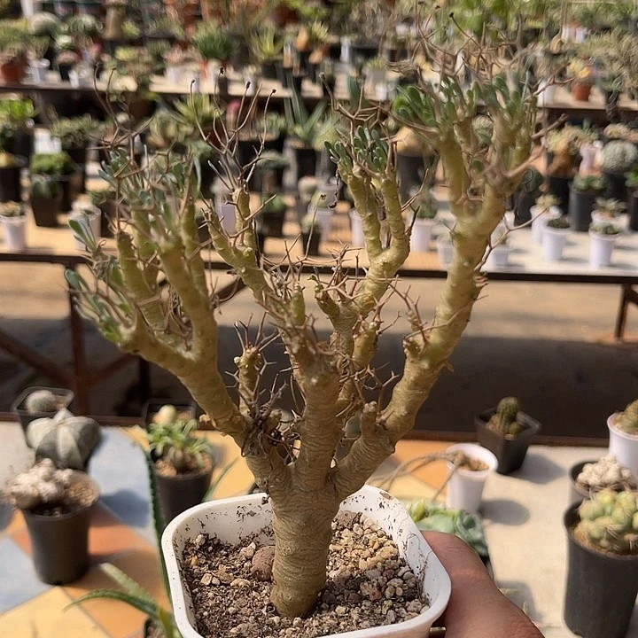 无花朵实生黑鬼殿一物一拍的