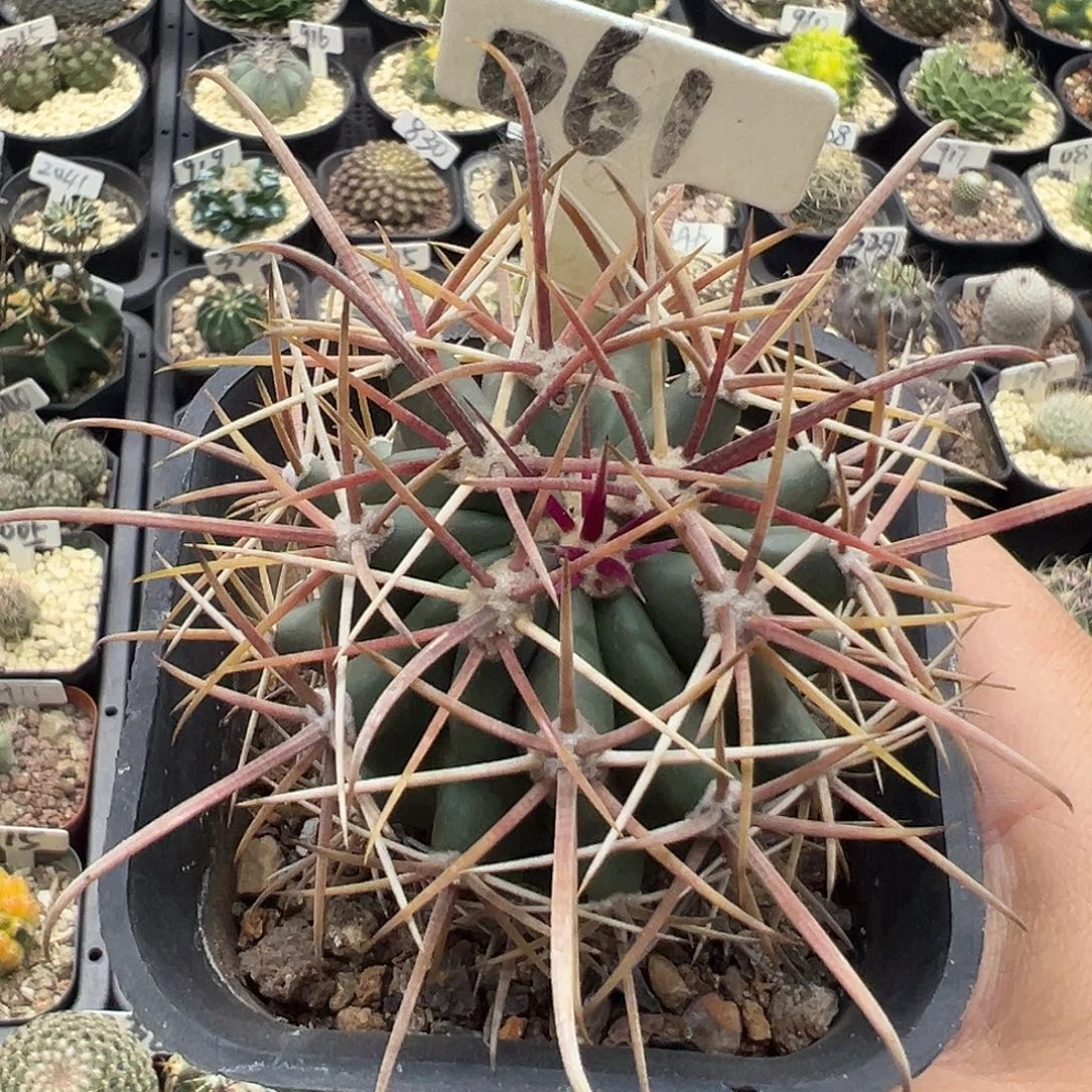 061红冠龙实生啦啦啦啦