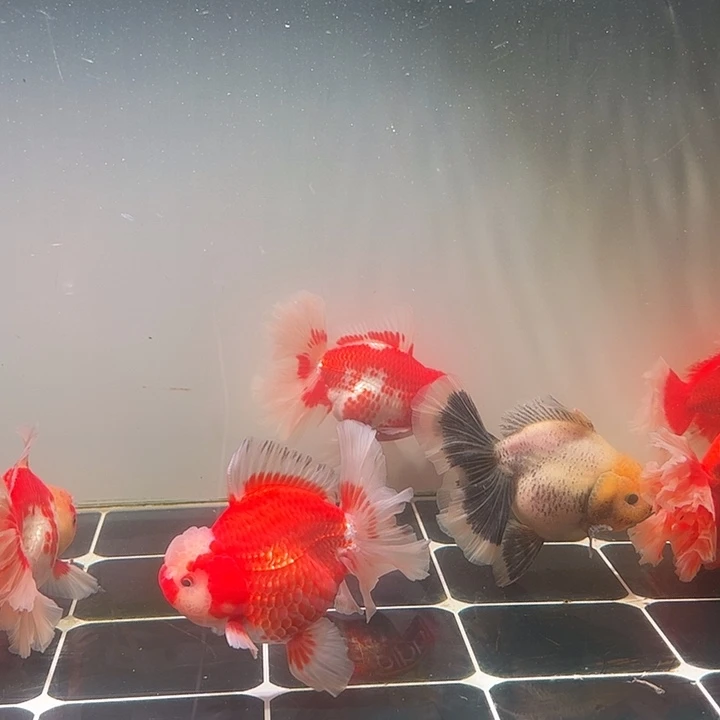 海水鱼百褶泰式压成1