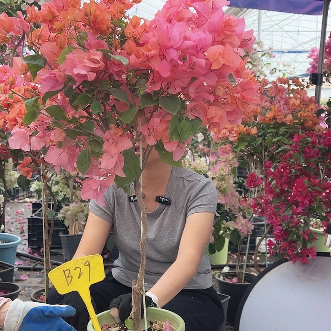 T***大部分花苞少量开放B29波妹