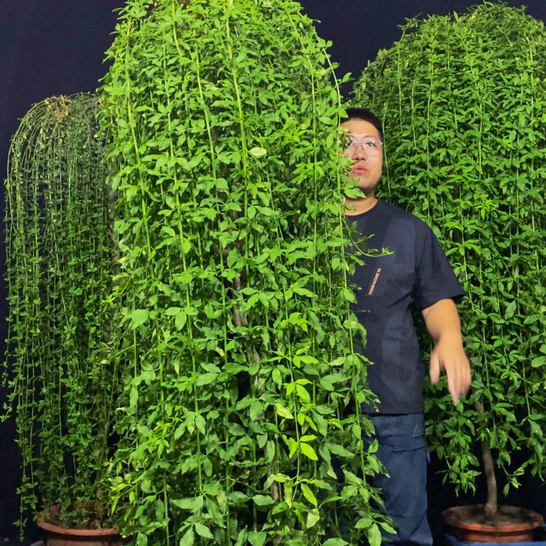 高度1.97米，一物一拍，探春花，