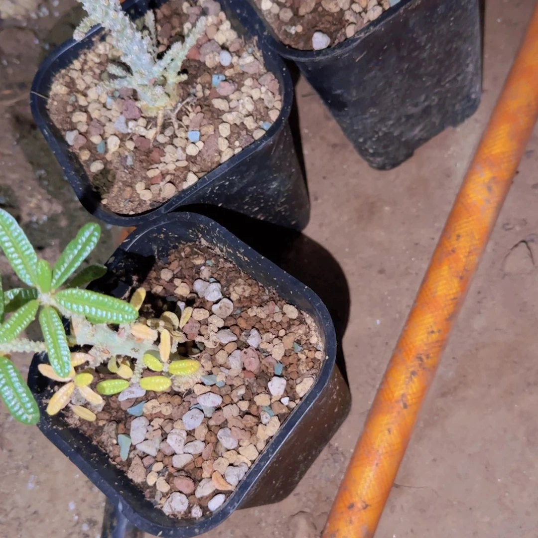 块根植物块根植物块根