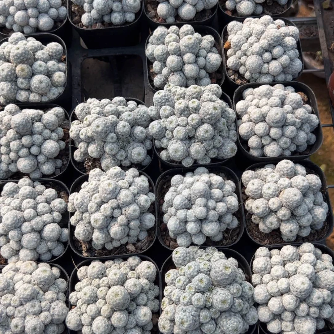 姬春星随机一颗。