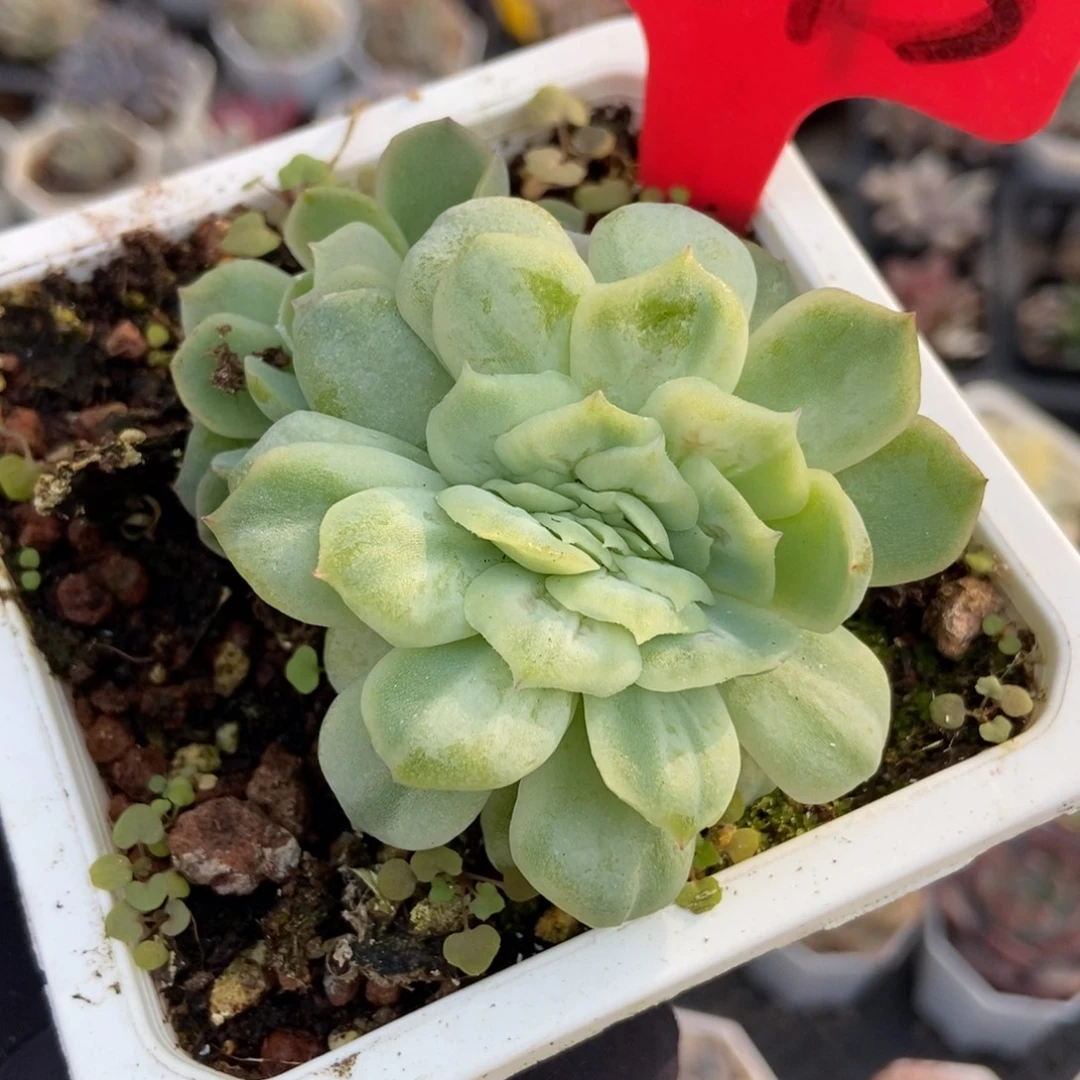 743泡泡沙缀多肉植物多肉