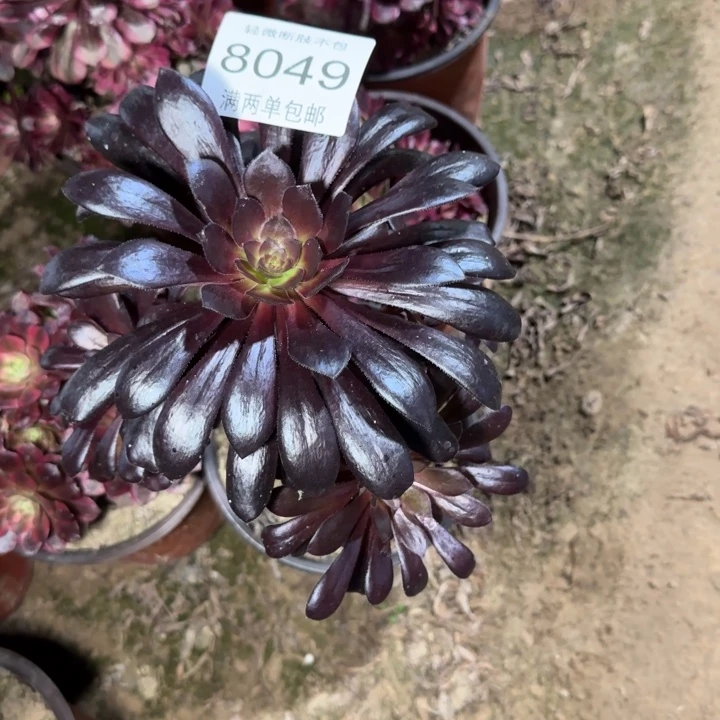 8049黑法多肉植物