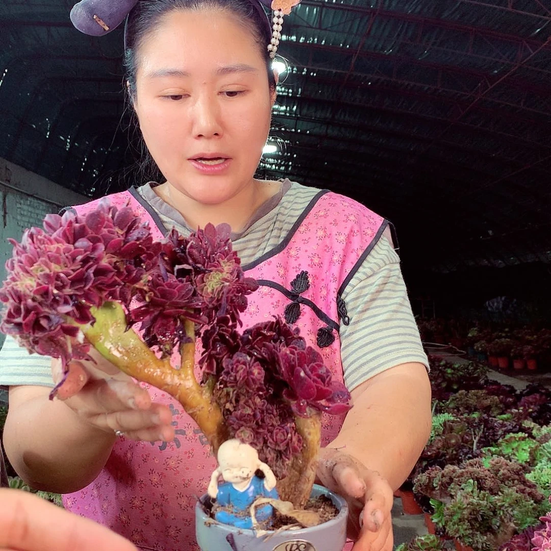 无花朵柒哥多肉法师不包侧断枝465