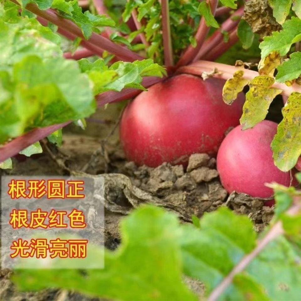 西藏新疆包邮红丰萝卜种子红太阳萝卜种籽秋季红皮春不老高产萝卜