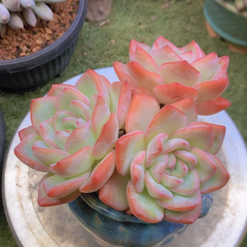 【闪购商品】彩虹泡芙