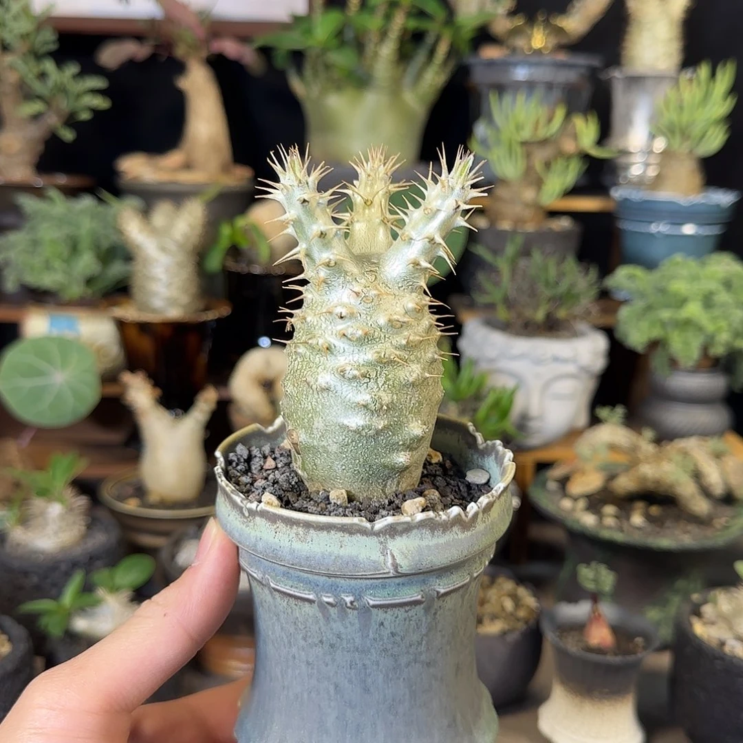 一物一拍象牙宫01