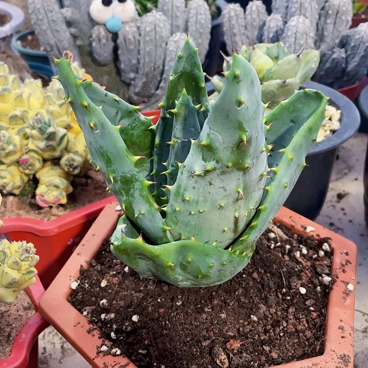 完全开放元宝芦荟15高裸根发货