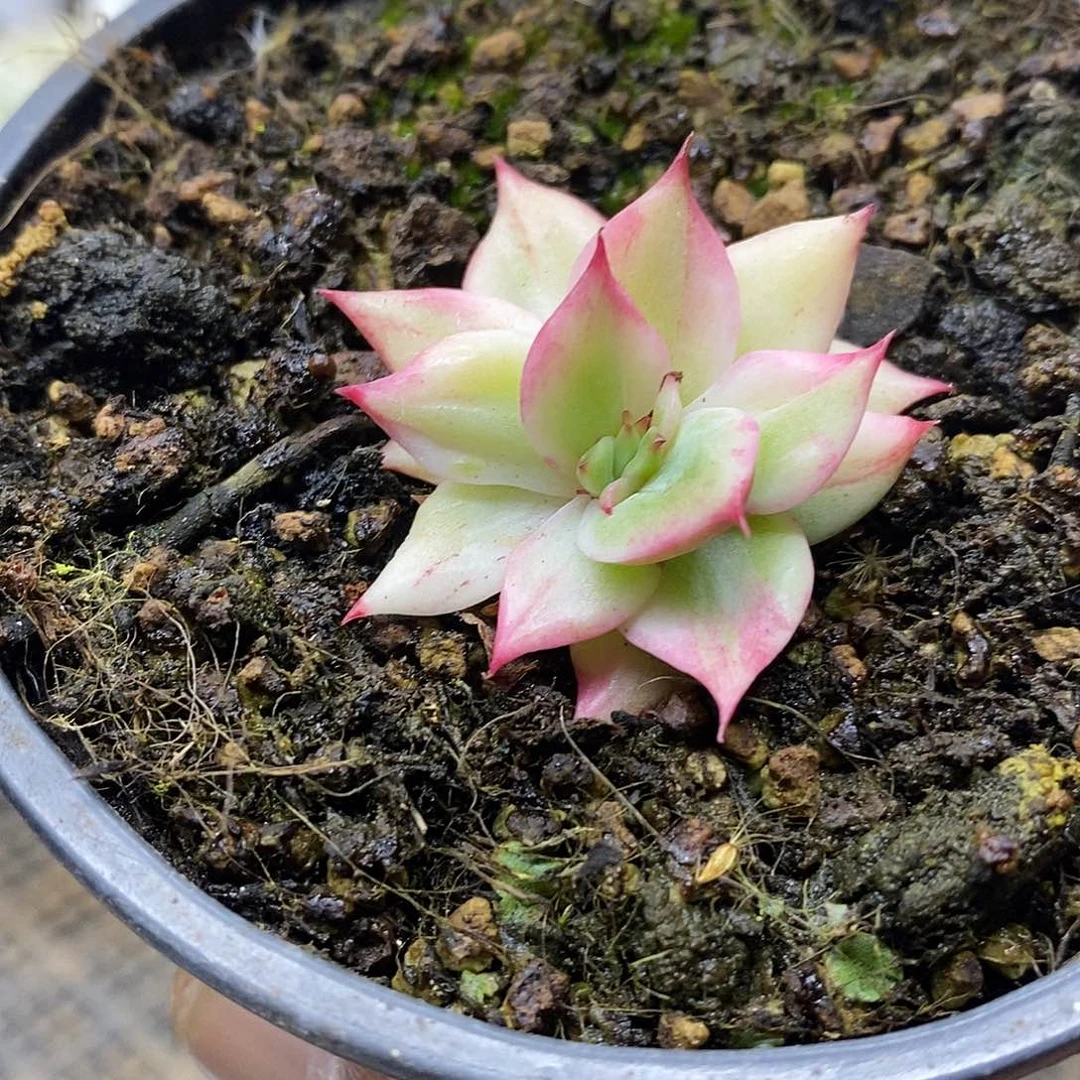2369 小东云花木兰覆轮锦