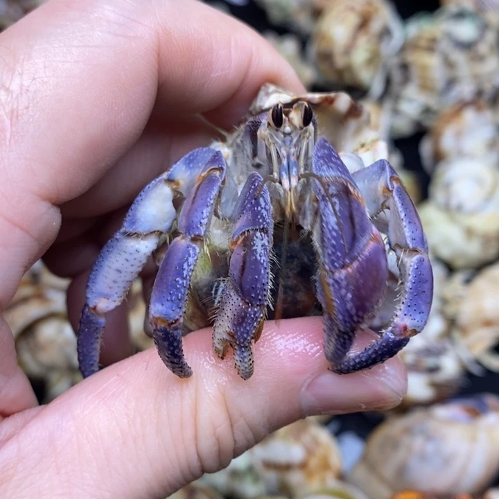 闪4紫粉紫陆2.7口径，全品全尖