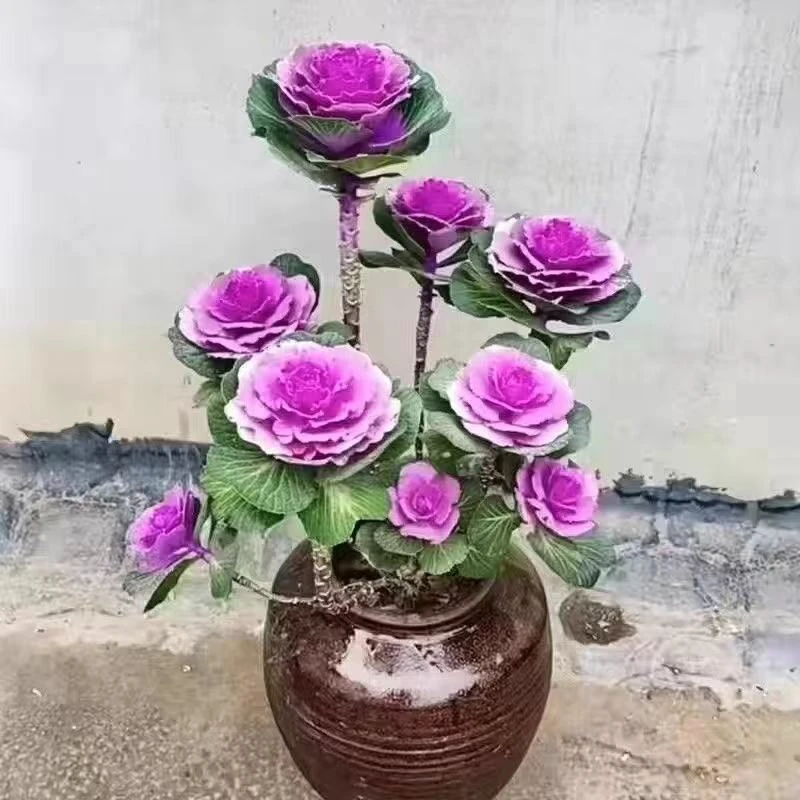 【乐悠家】羽衣甘蓝苗 冬日玫瑰多头苗 一物一拍 耐寒耐热观叶植物