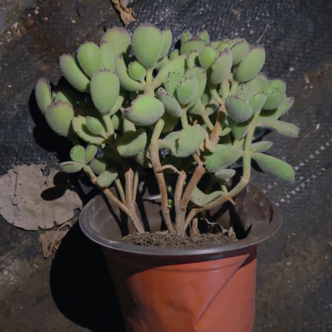 文***子熊童子12cm新疆包邮