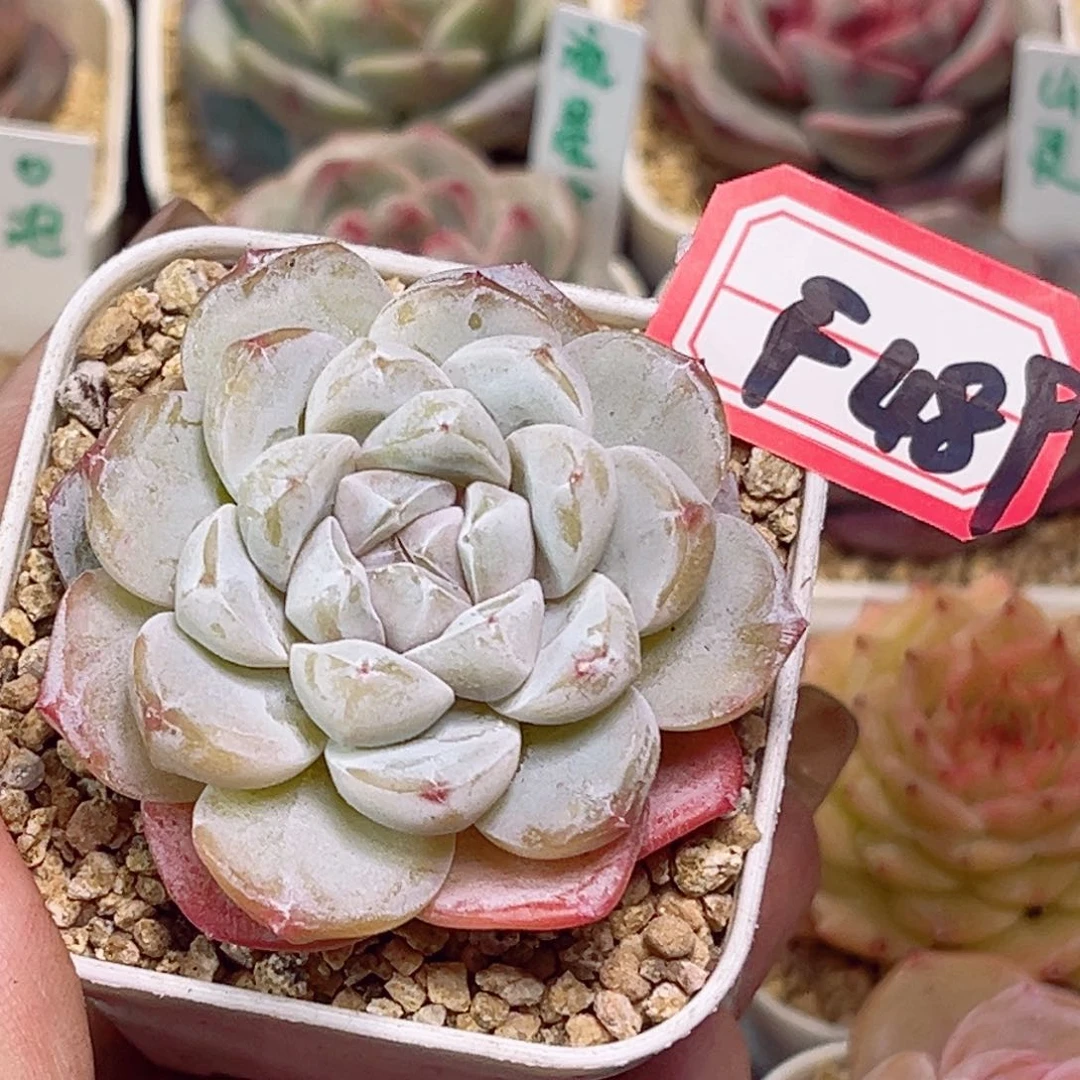 F489 云瑶一物一拍